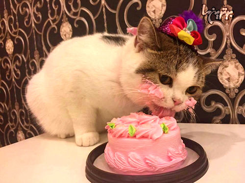 کیک خوردن بامزه گربه در روز تولدش!