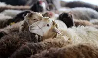 رواج قربانی‌های عجیب در مراسم محرم