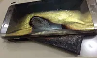 یک دستگاه گلکسی اس 7 اج هم آتش گرفت!