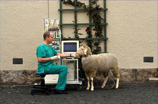 خواب گوسفندی در عکس روز نشنال جئوگرافیک