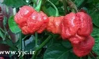 جالب‌ ترین خوردنی های دنیا +عکس