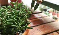 گیاهی که ژاپنی ها را عاشق خود کرده است