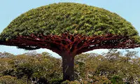 گزارش تصویری از درختان عجیب و غریب دنیا