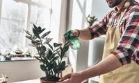 این ۷ گیاه آپارتمانی به هیچ مراقبت خاصی نیاز ندارند