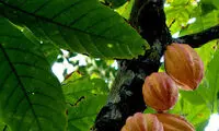 خوشمزه های ناشناخته