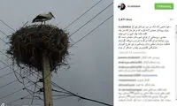 عکس: پست ابتکار برای لک‌ لک‌ ها