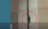 بالارفتن موش از سِرُم بیمار در بیمارستان! 