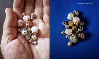 جواهرات با جمجمه های مرواریدی +عکس