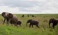 جدال سهمگین فیل و بوفالو! +عکس