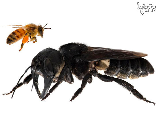 زنبوری که هر چند دهه یکبار مشاهده می‌شود!