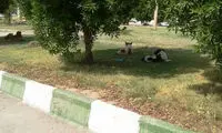 برخورد با شهرداری خرمشهر به خاطر سگ‌های ولگرد