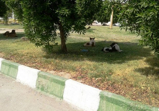 برخورد با شهرداری خرمشهر به خاطر سگ‌های ولگرد