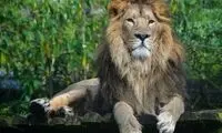 هم‌خانگی مرگبار در باغ وحش ارم