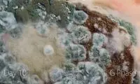 اگر نان را در آب رها کنیم، چه اتفاقی می‌افتد؟