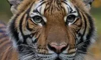 ابتلای ببر باغ وحش نیویورک به کرونا