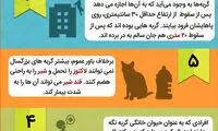 اینفوگرافی؛ 10 حقیقت جالب درباره گربه ها