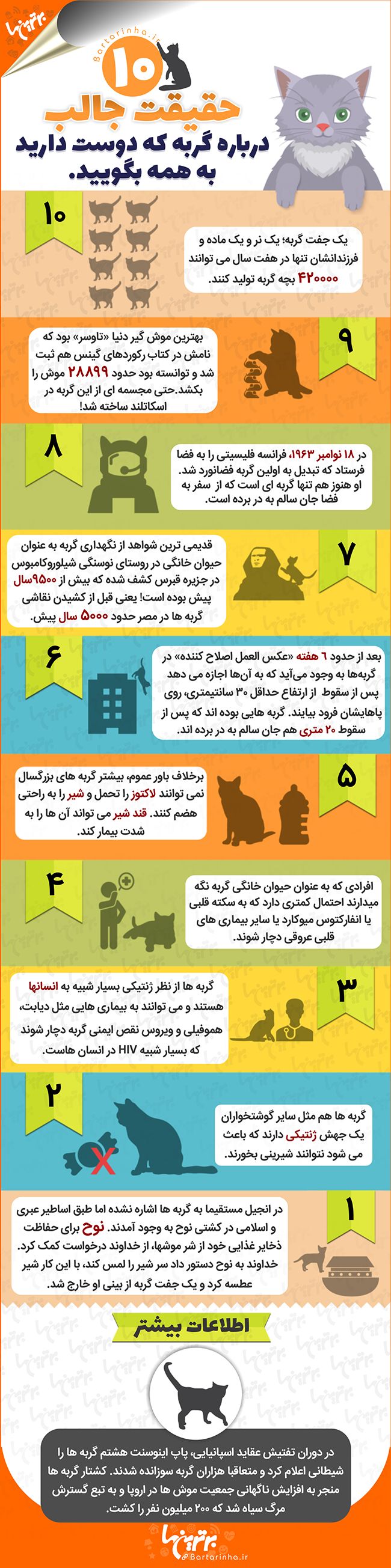 اینفوگرافی؛ 10 حقیقت جالب درباره گربه ها