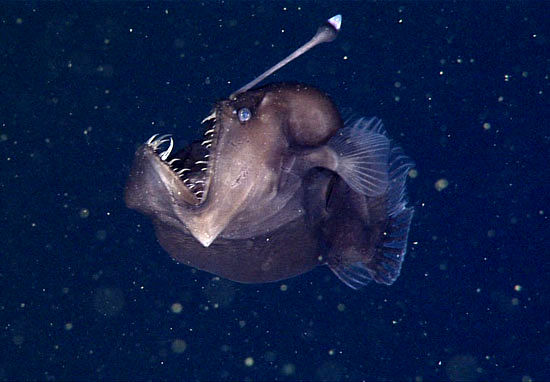 کشف ماهی عجیب و ترسناک Anglerfish