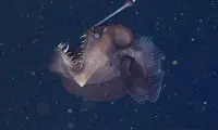 کشف ماهی عجیب و ترسناک Anglerfish