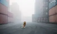 شیر بی خانمانِ شهر! +عکس