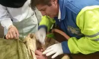 عکس: رها کردن نوزاد سه روزه کنار جاده