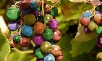 انگور های رنگین کمانی +عکس