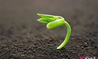 آیا دانه و بذر گیاهان می توانند در معده ی ما جوانه بزنند؟