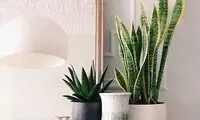 لذت تنفس هوای پاک، با گیاهان آپارتمانی