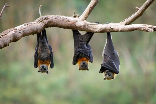 محققان موفق به ترجمه صدای خفاش‌ ها شدند