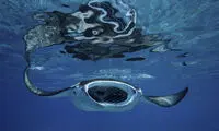 نماهایی دیدنی از حیوانات در زیر آب