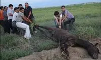 عکس حادثه دلخراش در کورس اسبدوانی