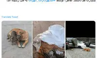 سگ و گربه‌کشی شهرداری تهران در دربند؟!