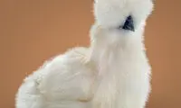 چند حقیقت جالب از همه چیز و همه جا که احتمالاً نشنیده‌اید