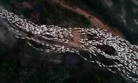 عکس روز نشنال جئوگرافیک؛ گله گوسفند