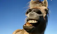 حقایق جالب درباره اسب‌ها