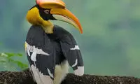 پرنده‌ای که با فضله‌هایش جنگل می‌کارد!