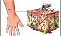 درباره بیماری‌های مشترک انسان و حیوان بدانید