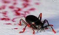 همکاری با حشرات در ساخت اثر هنری (3)