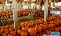 وقتی کدوتنبل عزیز می شود!