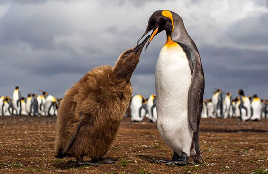عکس روز نشنال جئوگرافیک؛ غذا دادن پنگوئن به فرزندش