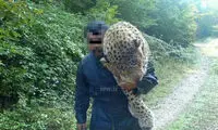 حکم مجازات عامل کشتار پلنگ در سوادکوه