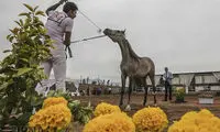جشنواره زیبایی اسب اصیل عرب