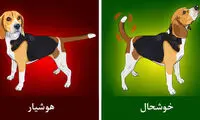 زبان بدن حیوانات را بشناسیم