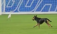 میهمانان عجیب و ویژه در زمین پرسپولیس!