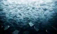 پرواز سفره‌ماهی‌ها در عکس روز نشنال جئوگرافیک