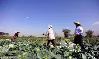 عکس: برداشت کلم در کرج