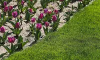 باغ گل‌ها در بوستان چمران