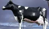 سیلم سو؛ بزرگترین گاو جهان