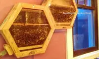 نگهداری زنبور به عنوان حیوان خانگی! +عکس