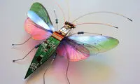 عکس: حشراتی که فیلمبرداری می‌کنند